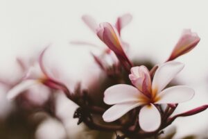 Delicate close-up of a blooming magnolia flower with soft pink and white petals in Kolkata, India.