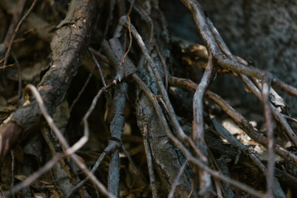 Detailed close-up of tangled tree roots creating intricate natural texture.